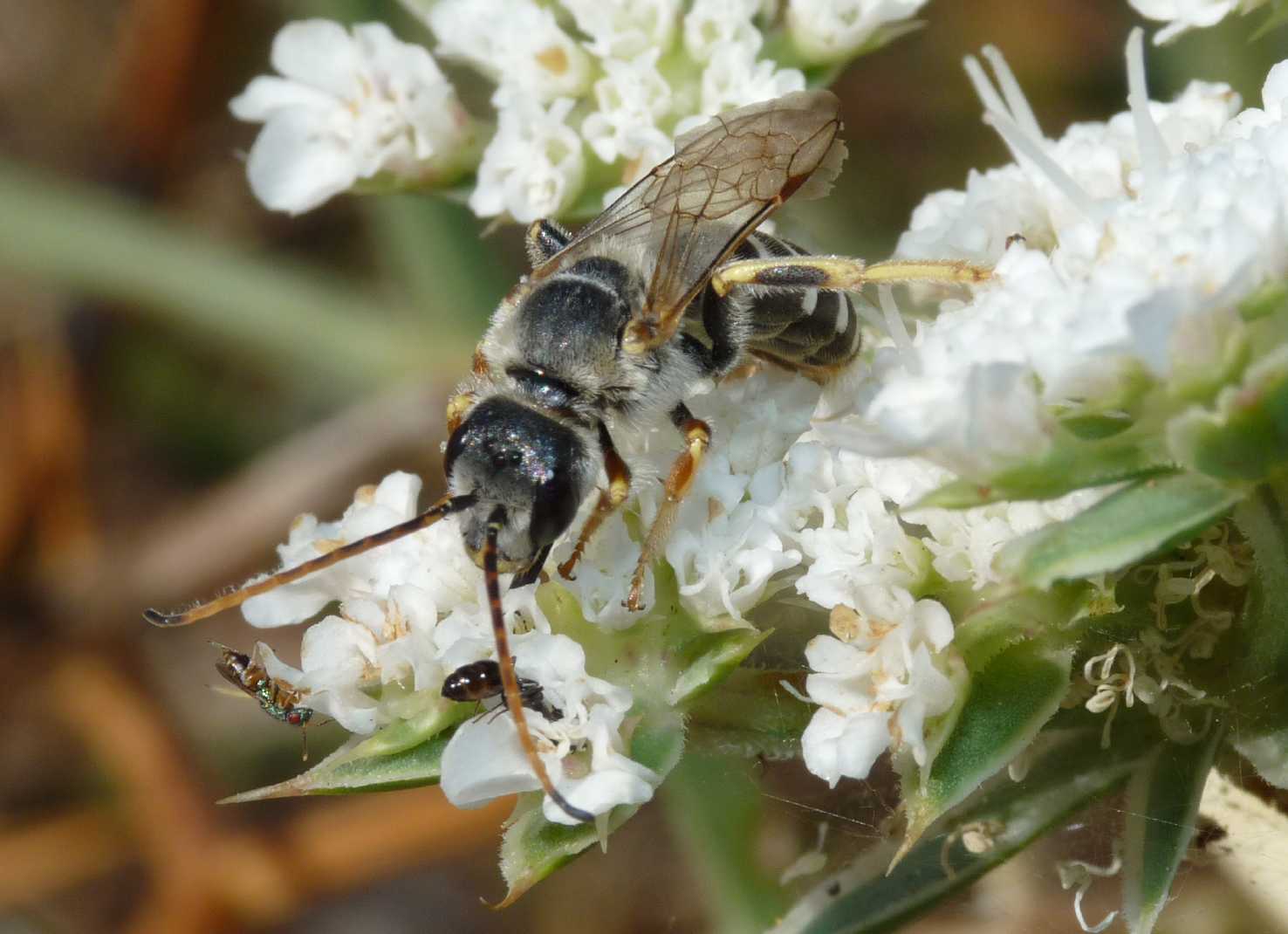 Halictus quadricinctus M (Apidae Halictinae)